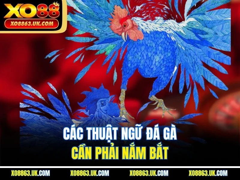 Các thuật ngữ đá gà cần phải nắm bắt