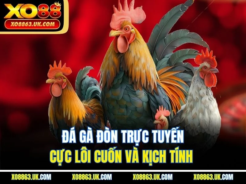 Đá gà đòn trực tuyến cực lôi cuốn và kịch tính 