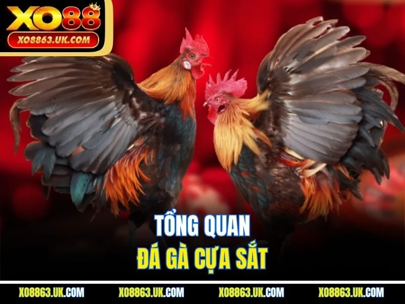 Tổng quan đá gà cựa sắt
